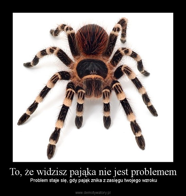 To, że widzisz pająka nie jest problemem – Problem staje się, gdy pająk znika z zasięgu twojego wzroku 