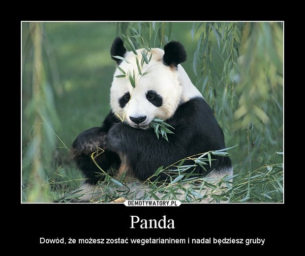 Panda – Dowód, że możesz zostać wegetarianinem i nadal będziesz gruby 