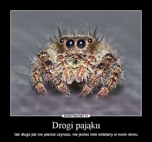 Drogi pająku – tak długo jak nie płacisz czynszu, nie jesteś mile widziany w moim domu 