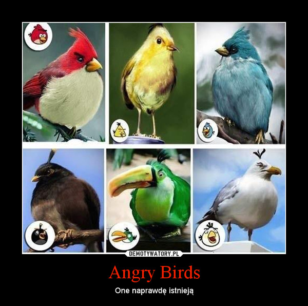 Angry Birds – One naprawdę istnieją 