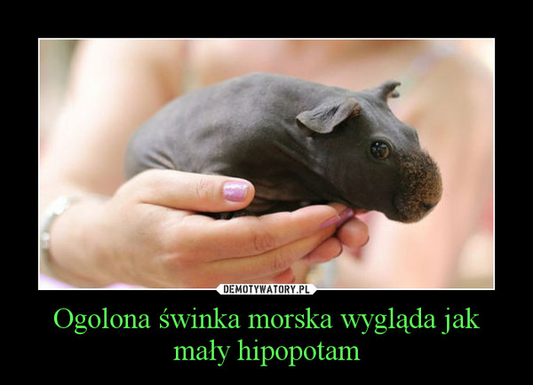 Ogolona świnka morska wygląda jak mały hipopotam –  