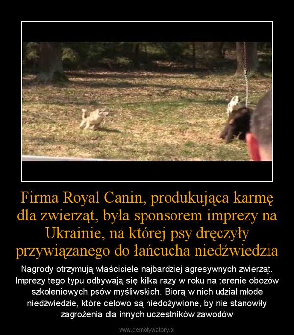 Firma Royal Canin, produkująca karmę dla zwierząt, była sponsorem imprezy na Ukrainie, na której psy dręczyły przywiązanego do łańcucha niedźwiedzia – Nagrody otrzymują właściciele najbardziej agresywnych zwierząt. Imprezy tego typu odbywają się kilka razy w roku na terenie obozów szkoleniowych psów myśliwskich. Biorą w nich udział młode niedźwiedzie, które celowo są niedożywione, by nie stanowiły zagrożenia dla innych uczestników zawodów 