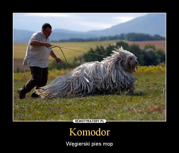 Komodor – Węgierski pies mop 