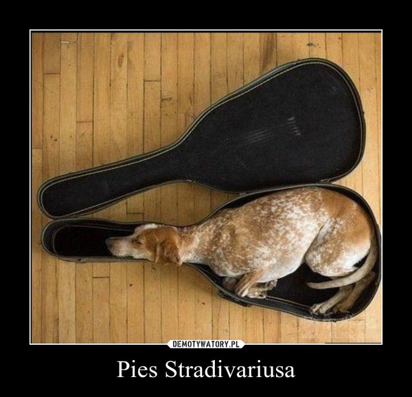 Pies Stradivariusa –  
