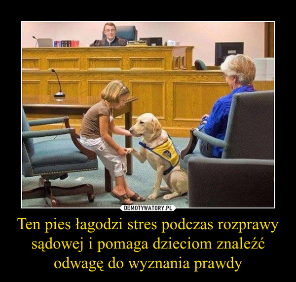 Ten pies łagodzi stres podczas rozprawy sądowej i pomaga dzieciom znaleźć odwagę do wyznania prawdy –  