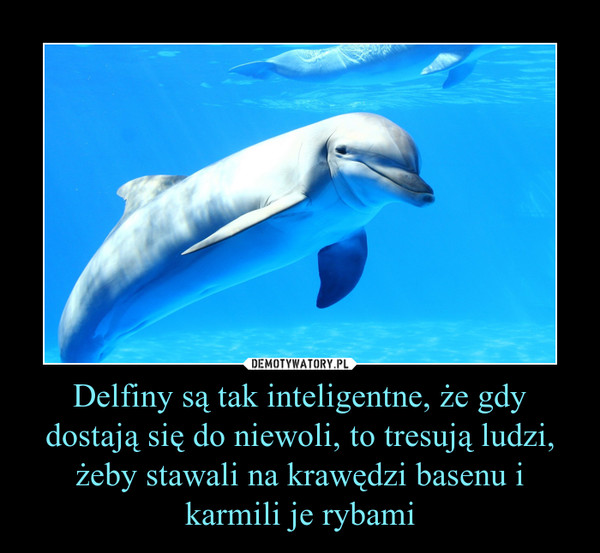 Delfiny są tak inteligentne, że gdy dostają się do niewoli, to tresują ludzi, żeby stawali na krawędzi basenu i karmili je rybami