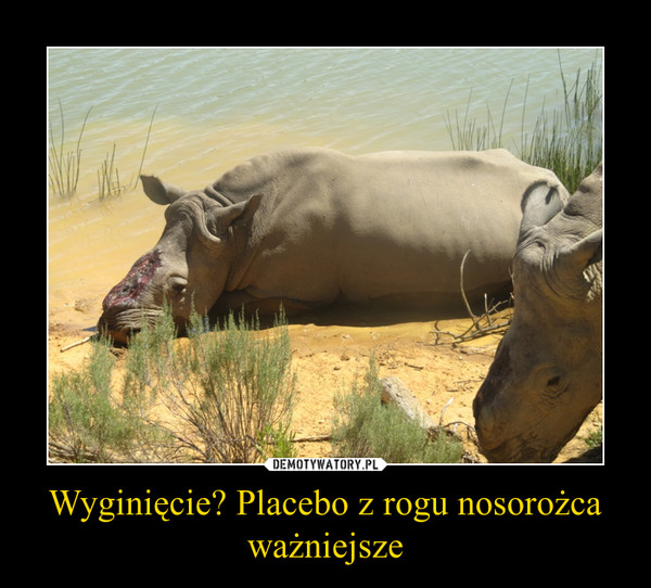 Wyginięcie? Placebo z rogu nosorożca ważniejsze –  