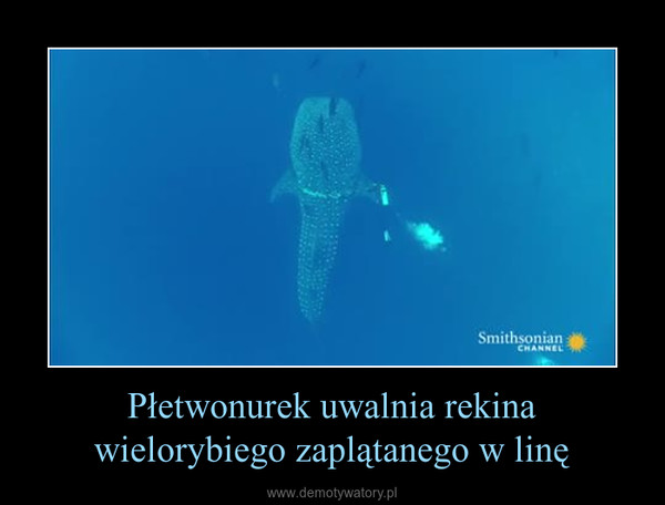 Płetwonurek uwalnia rekina wielorybiego zaplątanego w linę –  