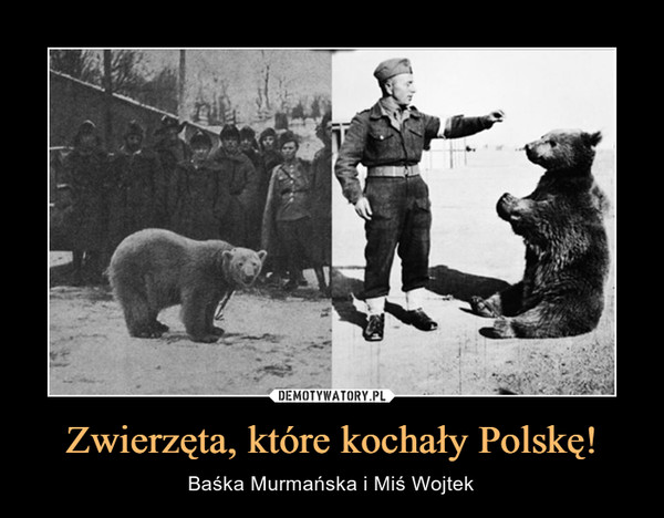 Zwierzęta, które kochały Polskę!