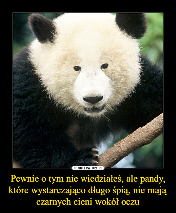 Pewnie o tym nie wiedziałeś, ale pandy, które wystarczająco długo śpią, nie mają czarnych cieni wokół oczu