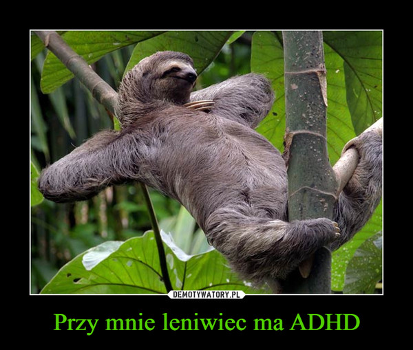 Przy mnie leniwiec ma ADHD