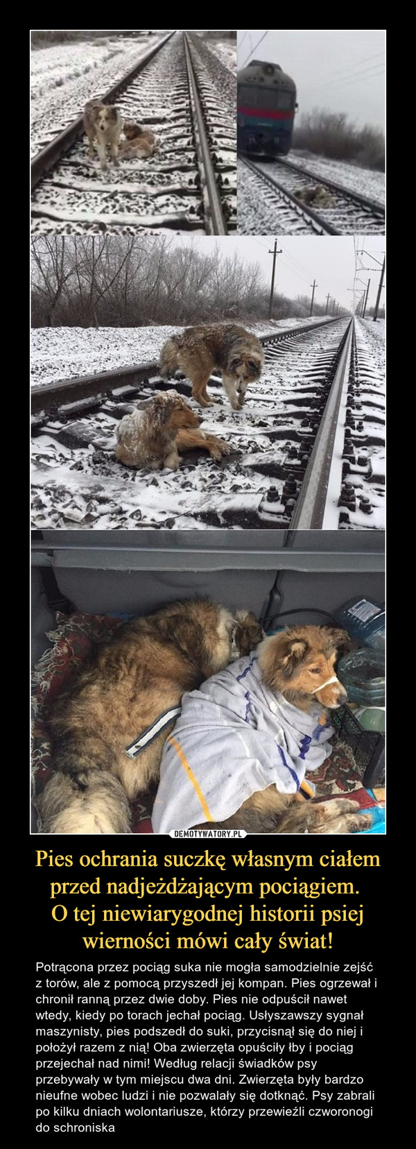 Pies ochrania suczkę własnym ciałem przed nadjeżdżającym pociągiem. 
O tej niewiarygodnej historii psiej wierności mówi cały świat!