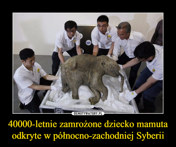 40000-letnie zamrożone dziecko mamuta odkryte w północno-zachodniej Syberii –  