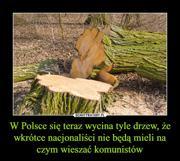 W Polsce się teraz wycina tyle drzew, że wkrótce nacjonaliści nie będą mieli na czym wieszać komunistów