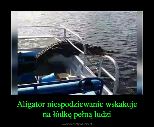 Aligator niespodziewanie wskakujena łódkę pełną ludzi –  
