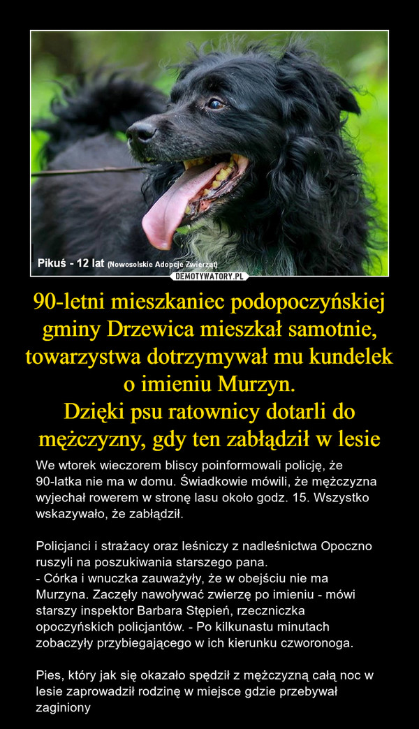 90-letni mieszkaniec podopoczyńskiej gminy Drzewica mieszkał samotnie, towarzystwa dotrzymywał mu kundelek o imieniu Murzyn.
Dzięki psu ratownicy dotarli do mężczyzny, gdy ten zabłądził w lesie