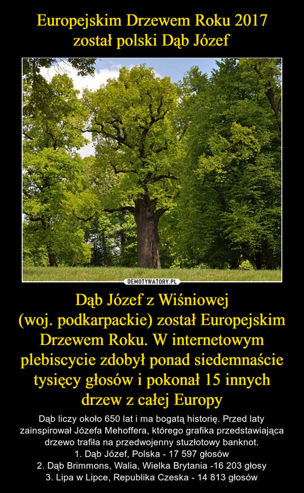 Dąb Józef z Wiśniowej(woj. podkarpackie) został Europejskim Drzewem Roku. W internetowym plebiscycie zdobył ponad siedemnaście tysięcy głosów i pokonał 15 innych drzew z całej Europy – Dąb liczy około 650 lat i ma bogatą historię. Przed laty zainspirował Józefa Mehoffera, którego grafika przedstawiająca drzewo trafiła na przedwojenny stuzłotowy banknot.1. Dąb Józef, Polska - 17 597 głosów2. Dąb Brimmons, Walia, Wielka Brytania -16 203 głosy3. Lipa w Lipce, Republika Czeska - 14 813 głosów 