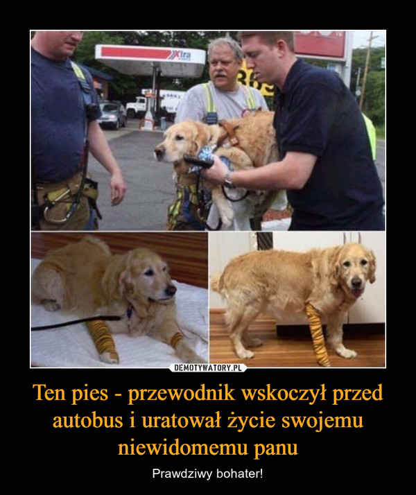 Ten pies - przewodnik wskoczył przed autobus i uratował życie swojemu niewidomemu panu – Prawdziwy bohater! 