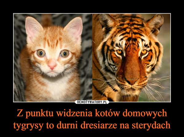 Z punktu widzenia kotów domowych tygrysy to durni dresiarze na sterydach –  