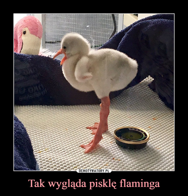 Tak wygląda pisklę flaminga –  