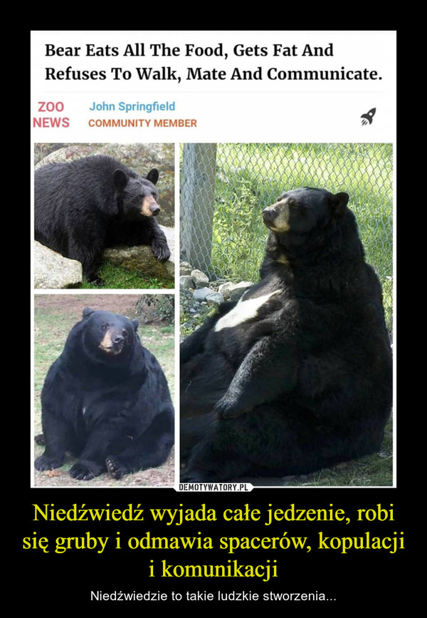 Niedźwiedź wyjada całe jedzenie, robi się gruby i odmawia spacerów, kopulacji i komunikacji