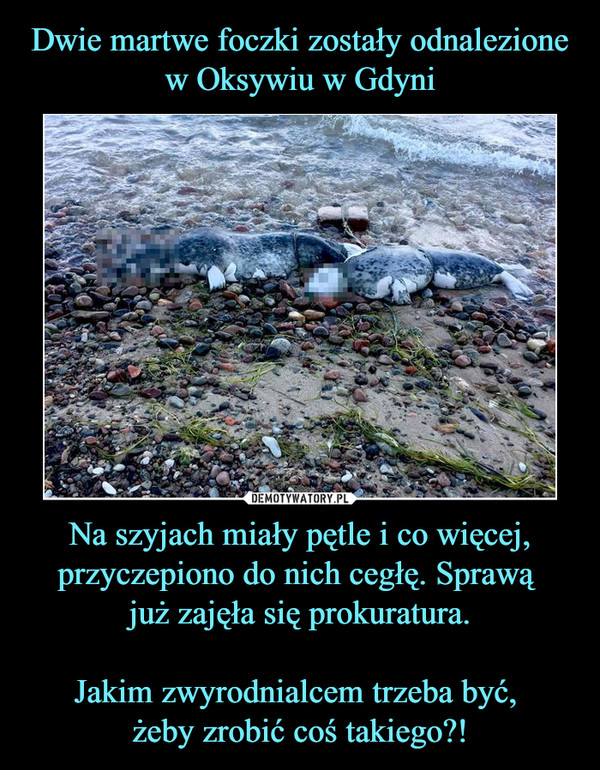 Dwie martwe foczki zostały odnalezione w Oksywiu w Gdyni Na szyjach miały pętle i co więcej, przyczepiono do nich cegłę. Sprawą 
już zajęła się prokuratura.

Jakim zwyrodnialcem trzeba być, 
żeby zrobić coś takiego?!