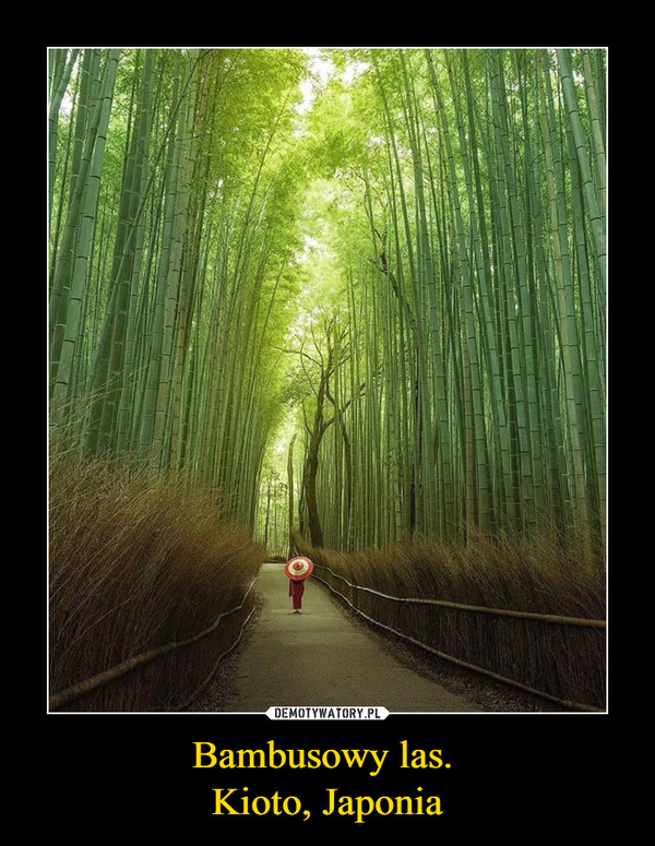 Bambusowy las. 
Kioto, Japonia