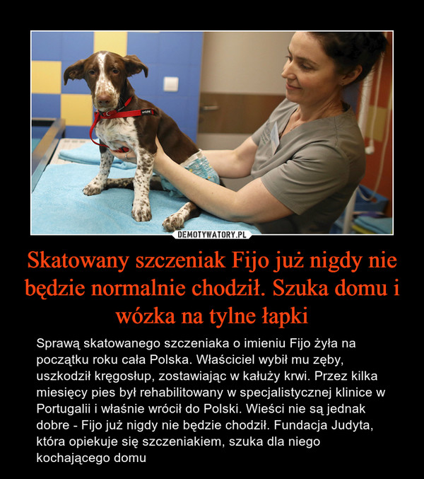 Skatowany szczeniak Fijo już nigdy nie będzie normalnie chodził. Szuka domu i wózka na tylne łapki – Sprawą skatowanego szczeniaka o imieniu Fijo żyła na początku roku cała Polska. Właściciel wybił mu zęby, uszkodził kręgosłup, zostawiając w kałuży krwi. Przez kilka miesięcy pies był rehabilitowany w specjalistycznej klinice w Portugalii i właśnie wrócił do Polski. Wieści nie są jednak dobre - Fijo już nigdy nie będzie chodził. Fundacja Judyta, która opiekuje się szczeniakiem, szuka dla niego kochającego domu 