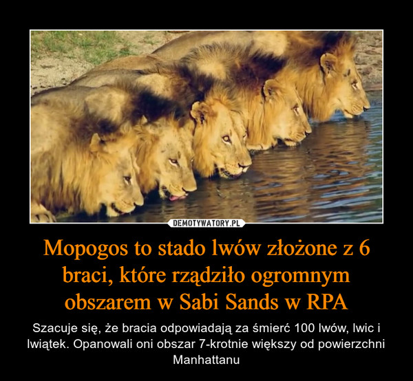 Mopogos to stado lwów złożone z 6 braci, które rządziło ogromnym obszarem w Sabi Sands w RPA – Szacuje się, że bracia odpowiadają za śmierć 100 lwów, lwic i lwiątek. Opanowali oni obszar 7-krotnie większy od powierzchni Manhattanu 