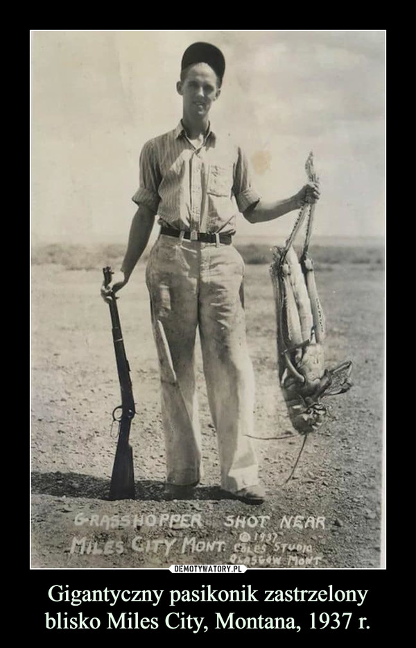 Gigantyczny pasikonik zastrzelony blisko Miles City, Montana, 1937 r.
