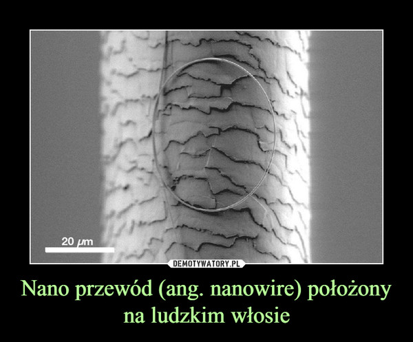 Nano przewód (ang. nanowire) położony na ludzkim włosie