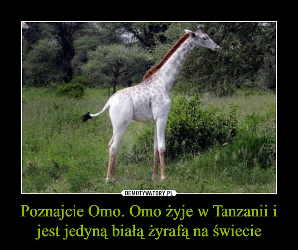 Poznajcie Omo. Omo żyje w Tanzanii i jest jedyną białą żyrafą na świecie –  
