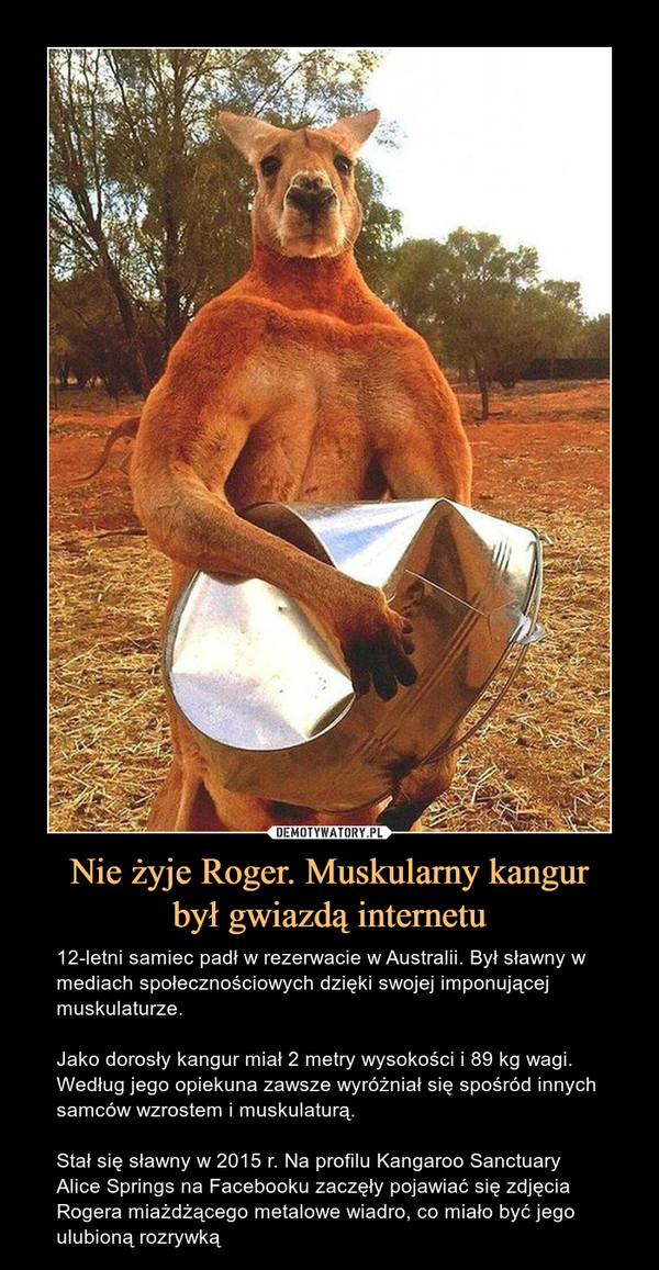 Nie żyje Roger. Muskularny kangur
był gwiazdą internetu