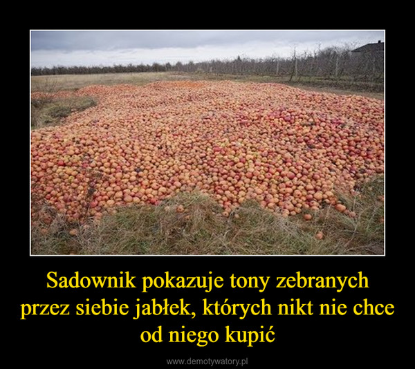 Sadownik pokazuje tony zebranych przez siebie jabłek, których nikt nie chce od niego kupić –  