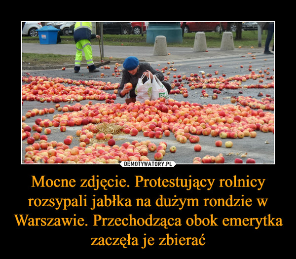 Mocne zdjęcie. Protestujący rolnicy rozsypali jabłka na dużym rondzie w Warszawie. Przechodząca obok emerytka zaczęła je zbierać –  