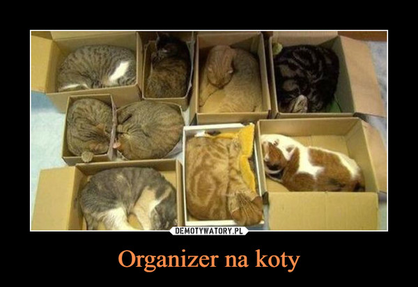 Organizer na koty –  