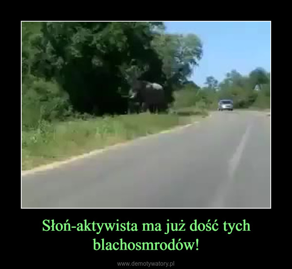 Słoń-aktywista ma już dość tych blachosmrodów! –  