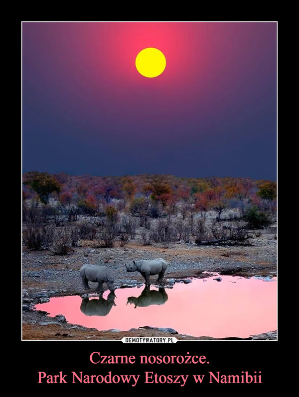 Czarne nosorożce.Park Narodowy Etoszy w Namibii –  