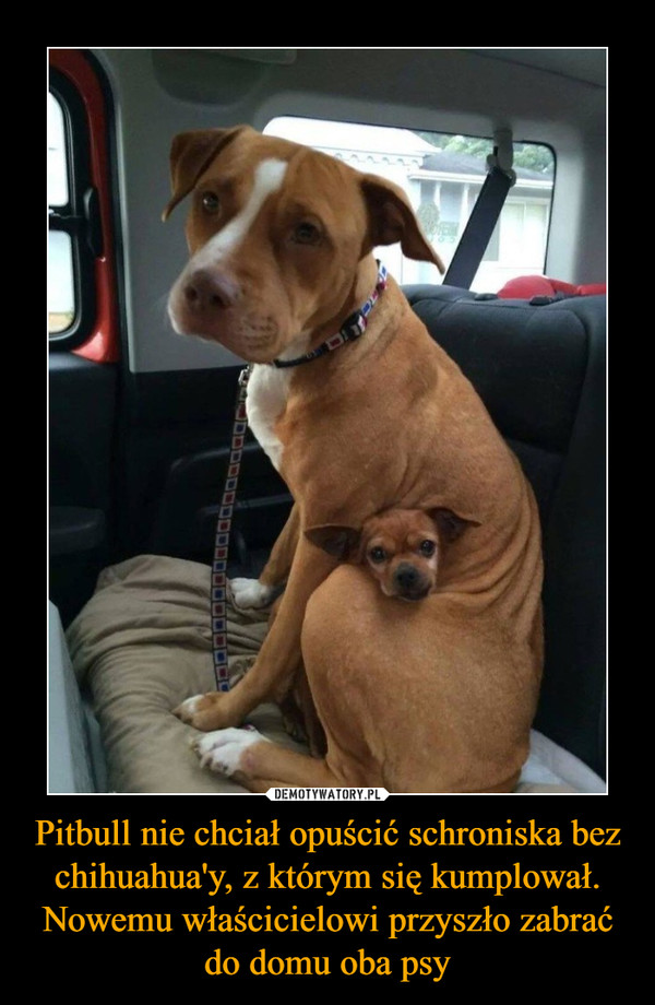Pitbull nie chciał opuścić schroniska bez chihuahua'y, z którym się kumplował. Nowemu właścicielowi przyszło zabrać do domu oba psy –  