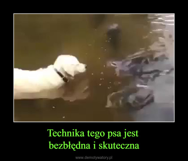Technika tego psa jest bezbłędna i skuteczna –  