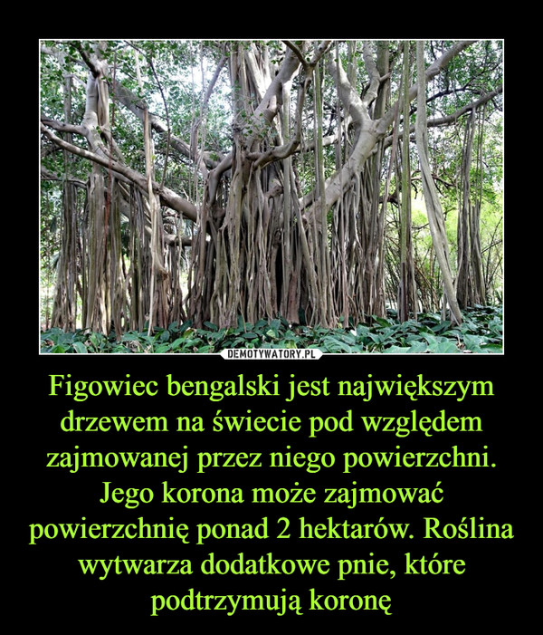 Figowiec bengalski jest największym drzewem na świecie pod względem zajmowanej przez niego powierzchni. Jego korona może zajmować powierzchnię ponad 2 hektarów. Roślina wytwarza dodatkowe pnie, które podtrzymują koronę –  