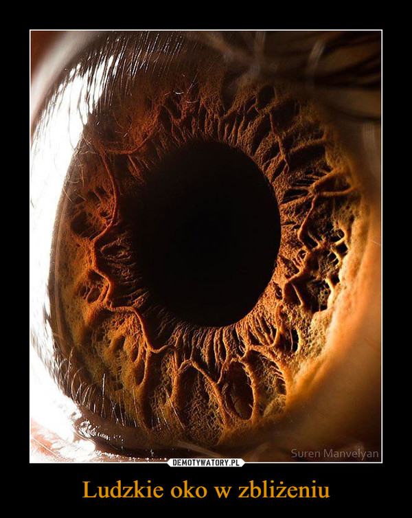 Ludzkie oko w zbliżeniu