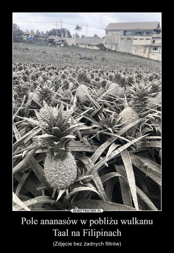 Pole ananasów w pobliżu wulkanuTaal na Filipinach – (Zdjęcie bez żadnych filtrów) 