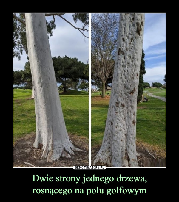 Dwie strony jednego drzewa,
rosnącego na polu golfowym