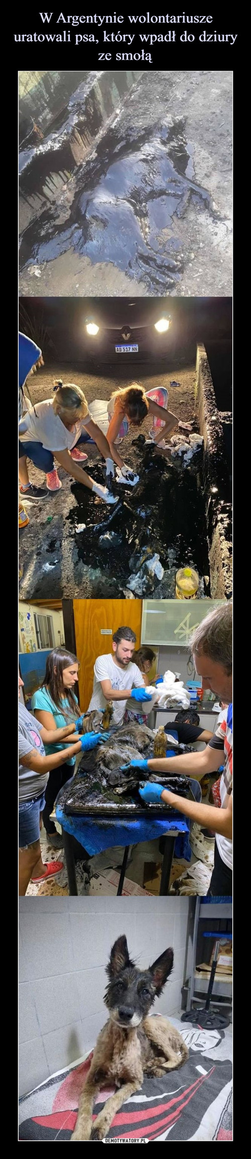 W Argentynie wolontariusze uratowali psa, który wpadł do dziury ze smołą