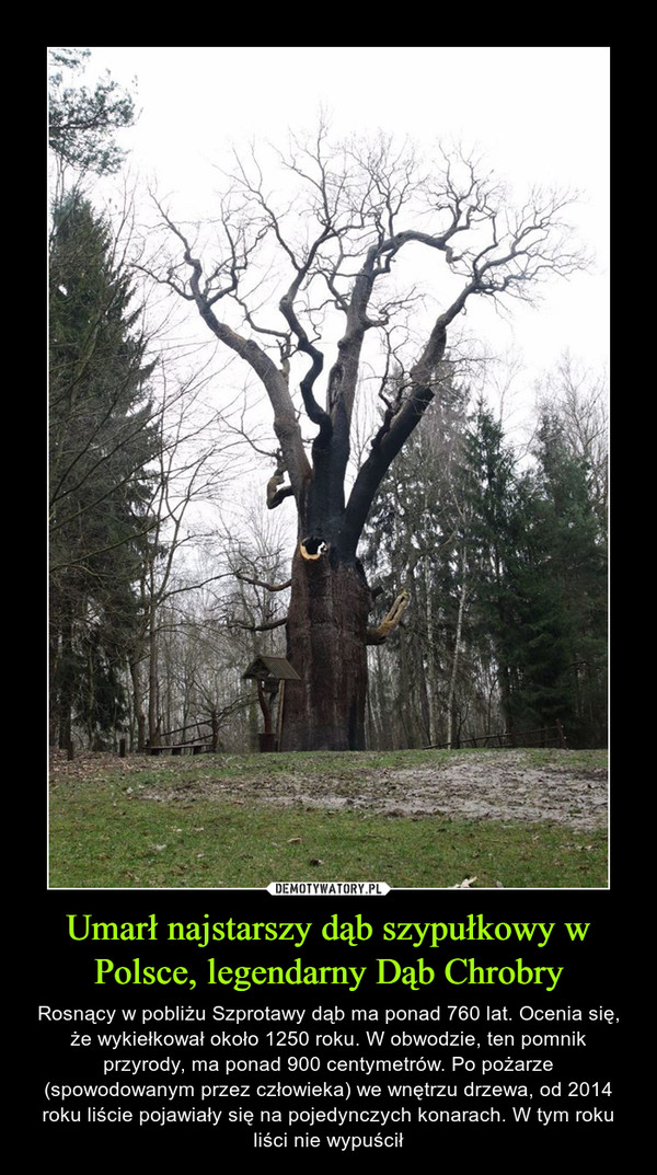 Umarł najstarszy dąb szypułkowy w Polsce, legendarny Dąb Chrobry – Rosnący w pobliżu Szprotawy dąb ma ponad 760 lat. Ocenia się, że wykiełkował około 1250 roku. W obwodzie, ten pomnik przyrody, ma ponad 900 centymetrów. Po pożarze (spowodowanym przez człowieka) we wnętrzu drzewa, od 2014 roku liście pojawiały się na pojedynczych konarach. W tym roku liści nie wypuścił 