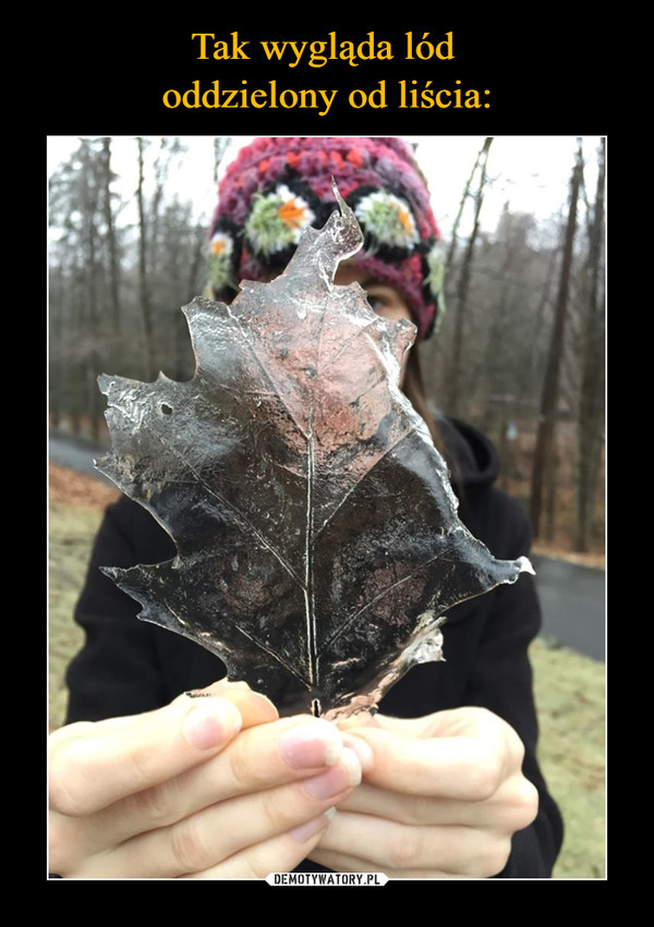 Tak wygląda lód 
oddzielony od liścia: