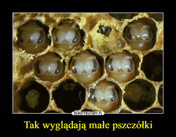 Tak wyglądają małe pszczółki –  