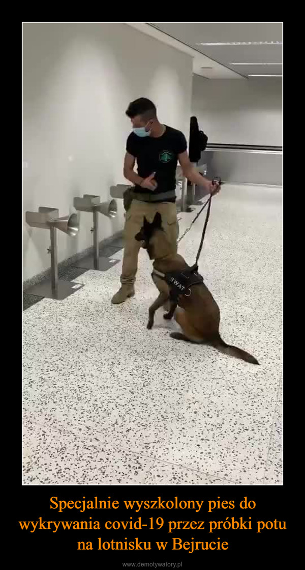 Specjalnie wyszkolony pies do wykrywania covid-19 przez próbki potu na lotnisku w Bejrucie –  