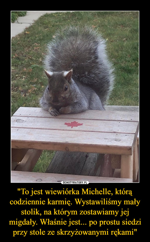 "To jest wiewiórka Michelle, którą codziennie karmię. Wystawiliśmy mały stolik, na którym zostawiamy jej migdały. Właśnie jest... po prostu siedzi przy stole ze skrzyżowanymi rękami" –  